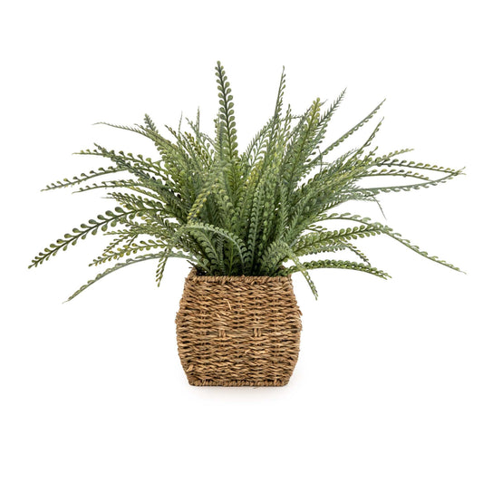 Fern in Seagrass Basket 43cm